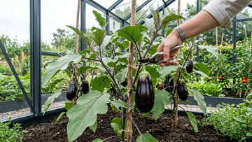 Aubergine oogsten - Blomea.nl
