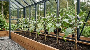 Aubergine planten afstand - Blomea.nl