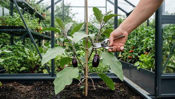 Aubergine snoeien - Blomea.nl