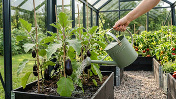 Aubergine water geven - Blomea.nl