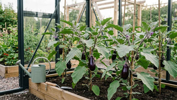 Aubergine zaaien - Blomea.nl