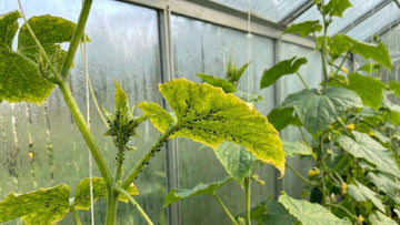 Bladluis komkommerplant - Blomea.nl