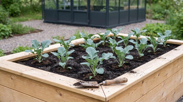 Broccoli bemesten - Blomea.nl