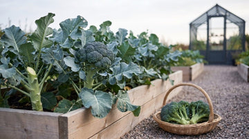 Broccoli oogsten - Blomea.nl