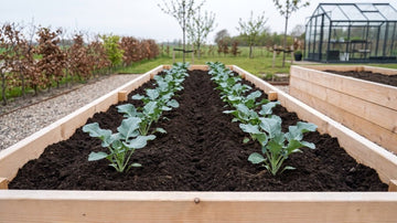 Broccoli planten afstand - Blomea.nl
