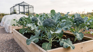 Broccoli zaaien - Blomea.nl