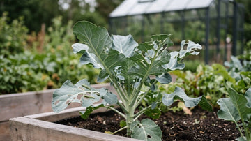 Broccoli ziektes - Blomea.nl