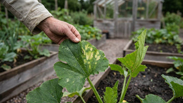 Courgette ziektes - Blomea.nl