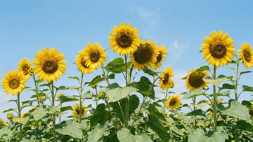 Hoe hoog wordt een zonnebloem - Blomea.nl