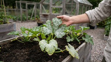 Meeldauw courgette - Blomea.nl