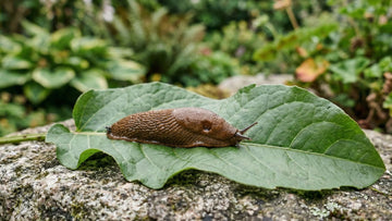Planten die slakken niet lusten - Blomea.nl