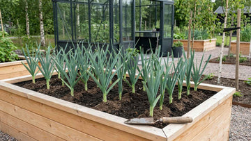 Prei planten afstand - Blomea.nl
