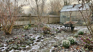Tuin in februari - Blomea.nl
