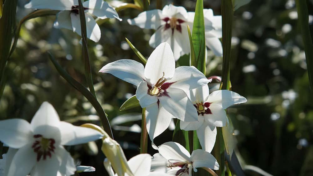 Abessijnse gladiool - Blomea.nl