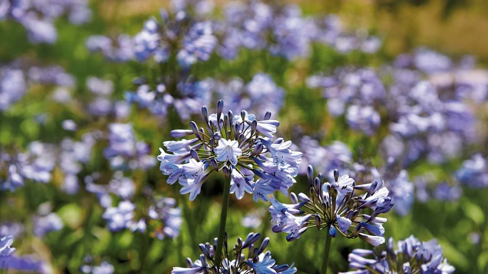 Afrikaanse lelie - Blomea.nl