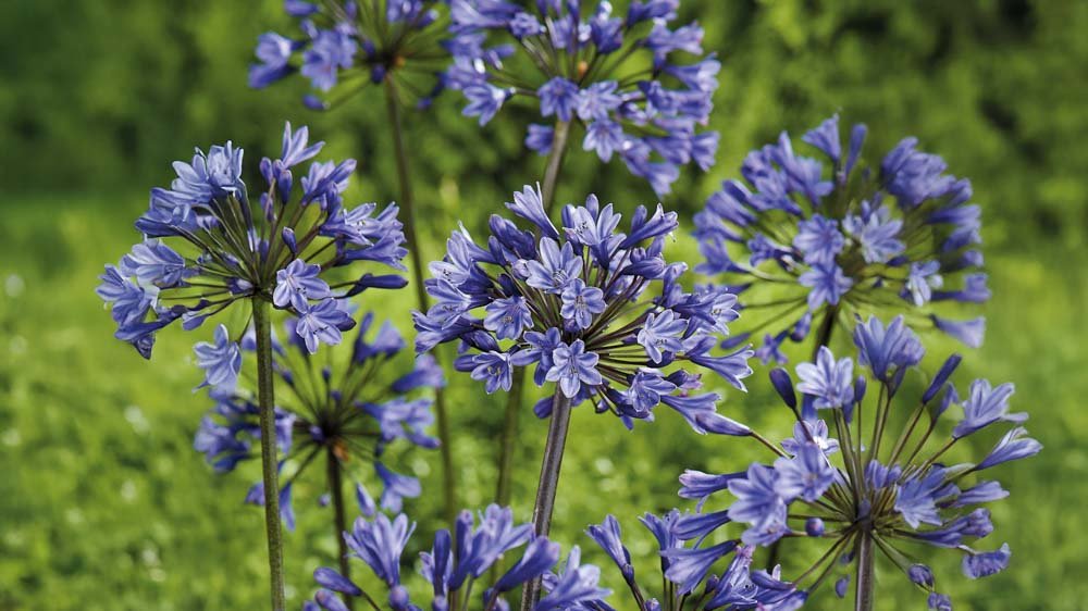 Agapanthus - Blomea.nl