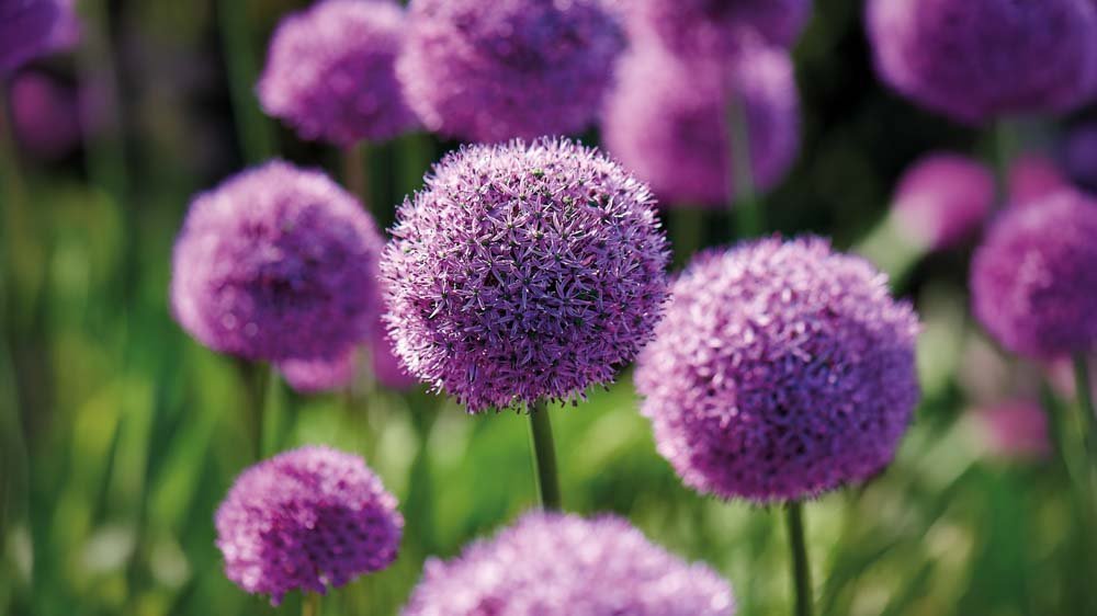 Allium - Blomea.nl