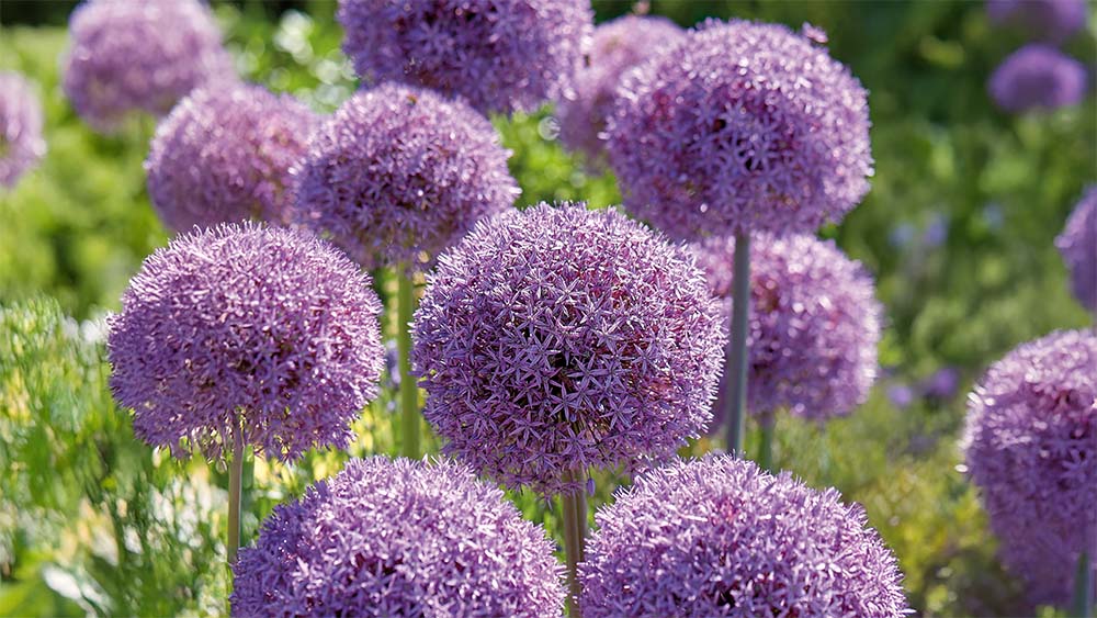 Allium giganteum - Blomea.nl