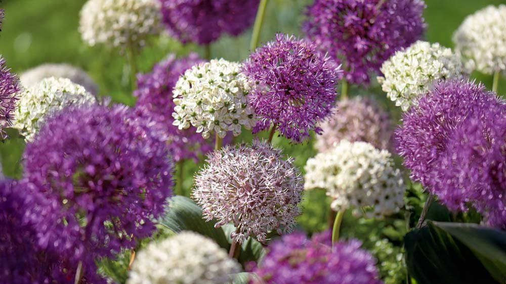 Allium Mix - Blomea.nl