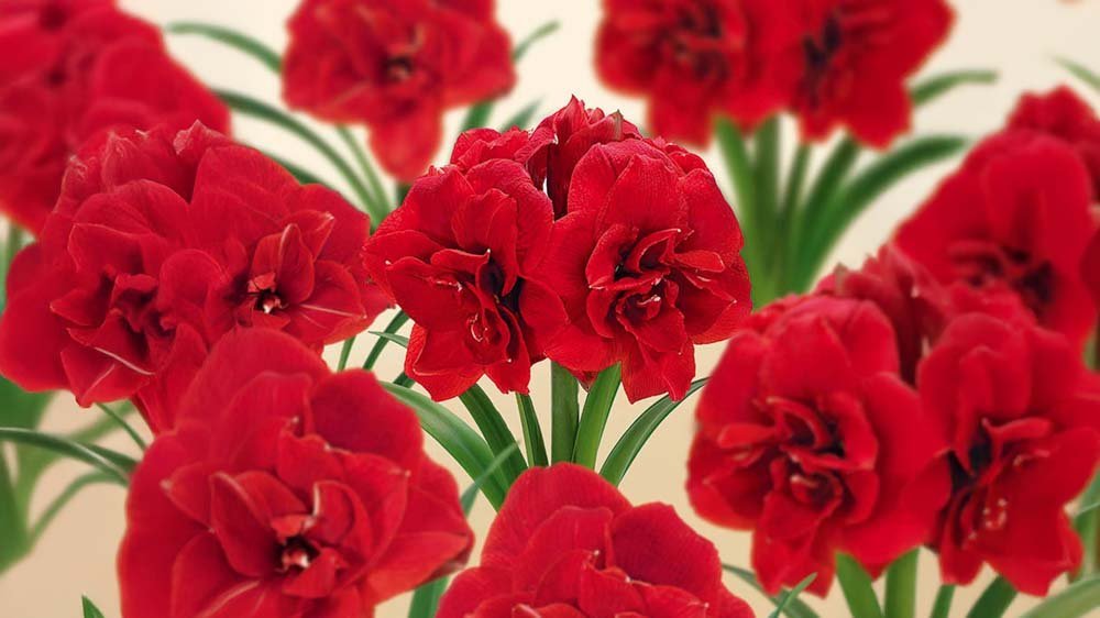 Amaryllis - Blomea.nl