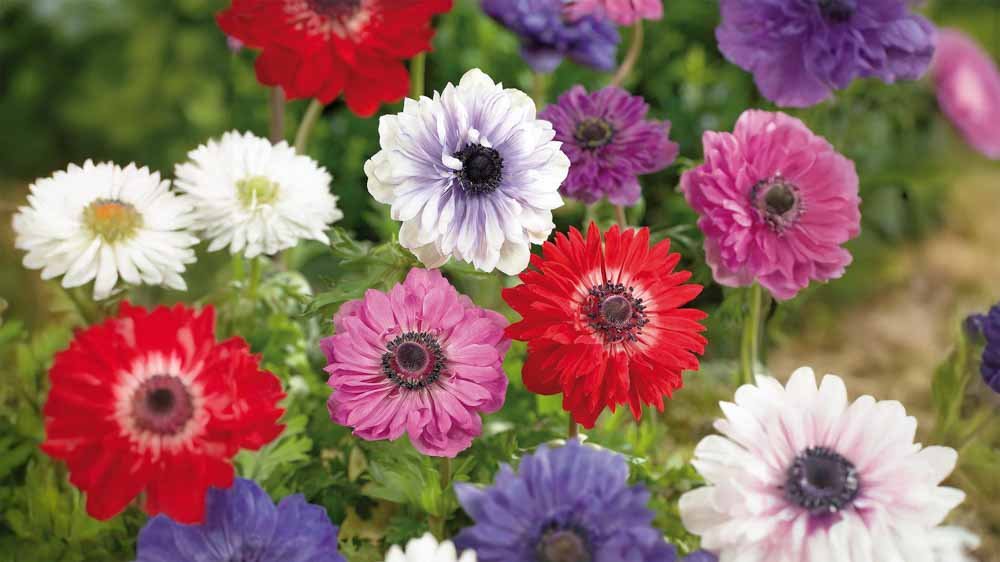 Anemonen - Blomea.nl