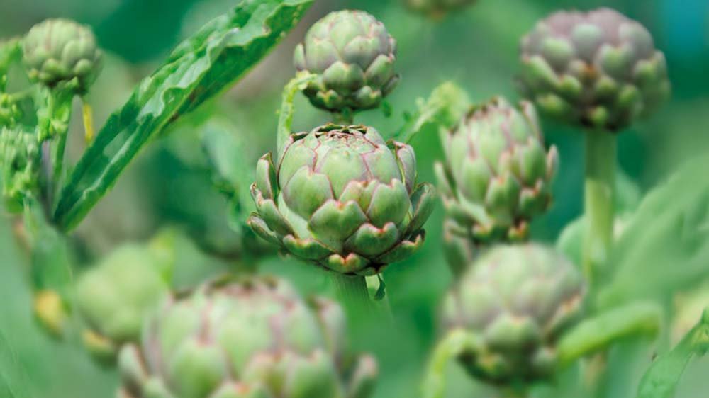 Artisjok - Blomea.nl