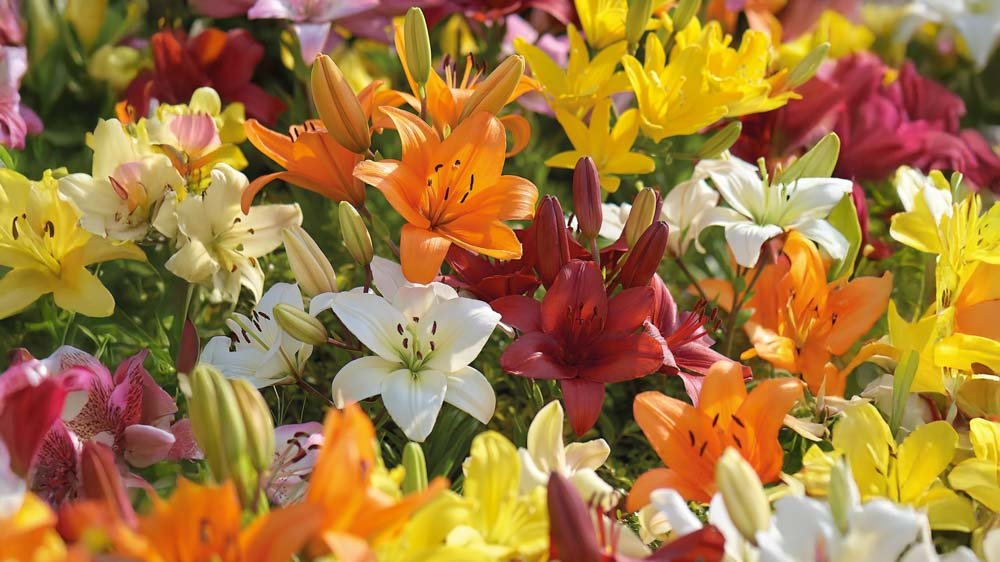 Aziatische lelies - Blomea.nl