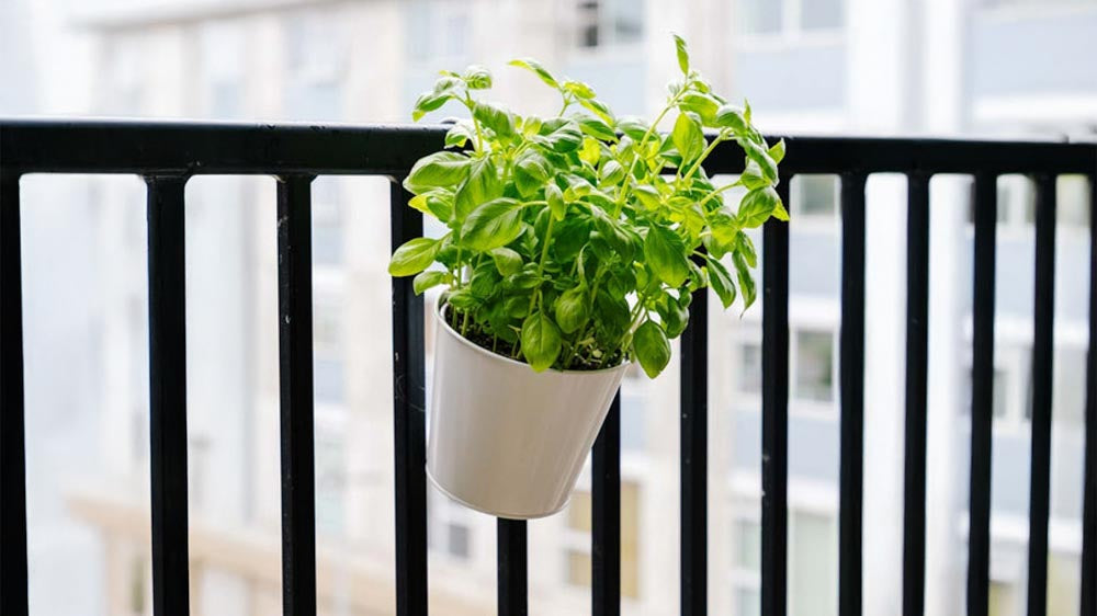 Balkonbakken - Blomea.nl