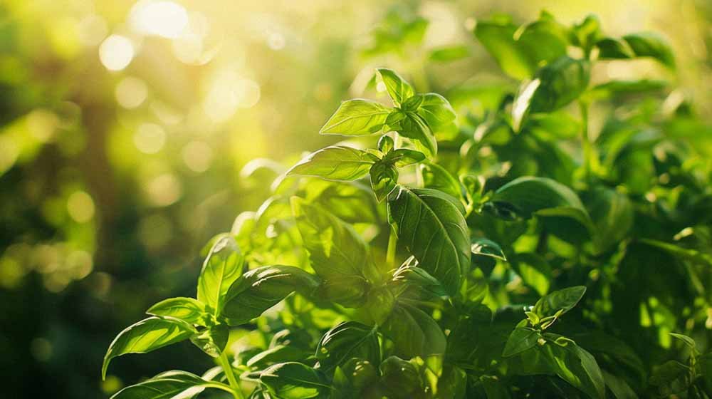 Basilicum zaden - Blomea.nl