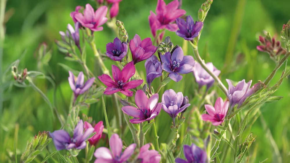 Baviaanbloem - Blomea.nl