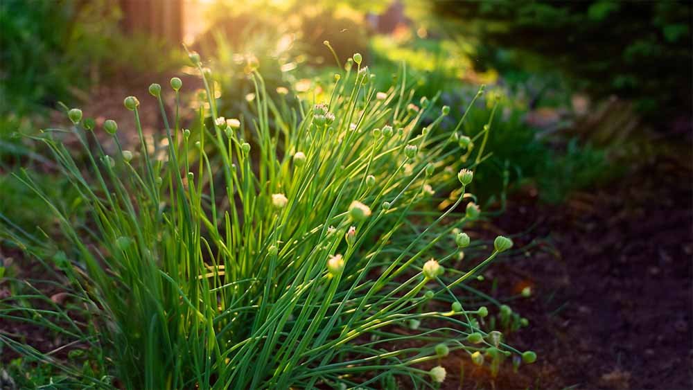 Bieslook zaden - Blomea.nl