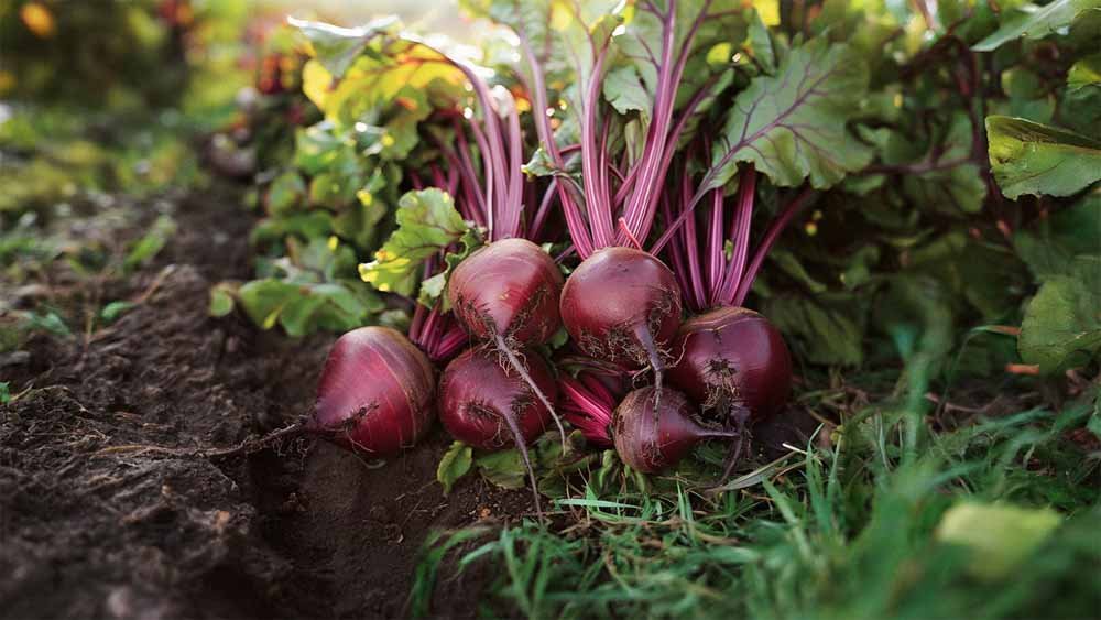 Bieten zaden - Blomea.nl