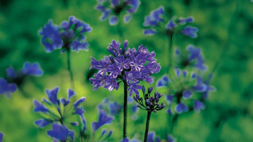 Blauwe agapanthus - Blomea.nl