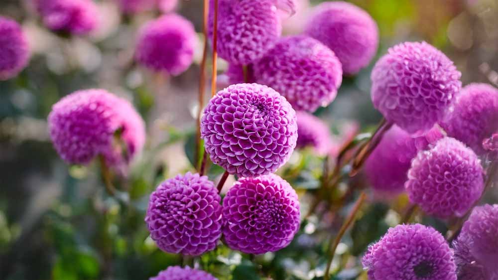 Blauwe dahlia - Blomea.nl