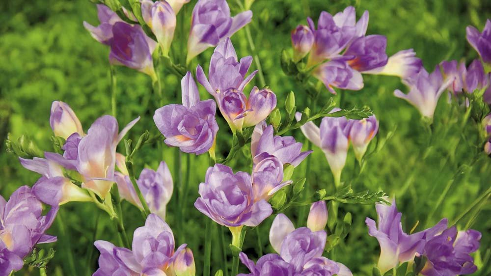 Blauwe fresia - Blomea.nl