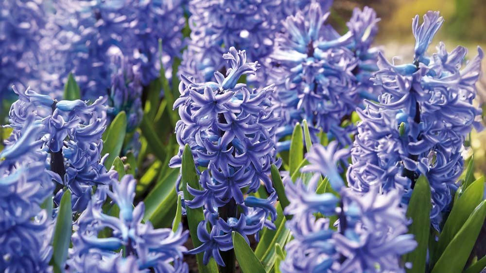 Blauwe hyacinten - Blomea.nl