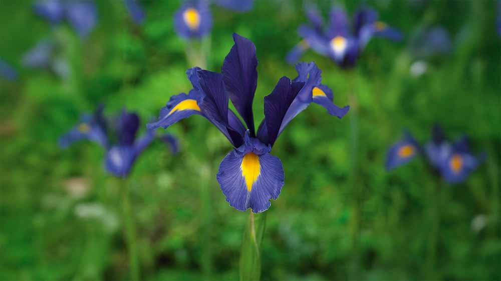 Blauwe iris - Blomea.nl