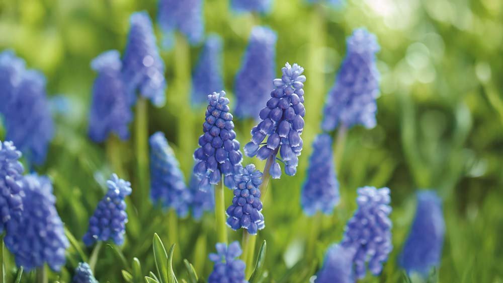 Blauwe muscari - Blomea.nl