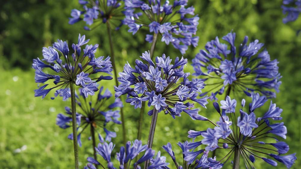 Blauwe vaste planten - Blomea.nl