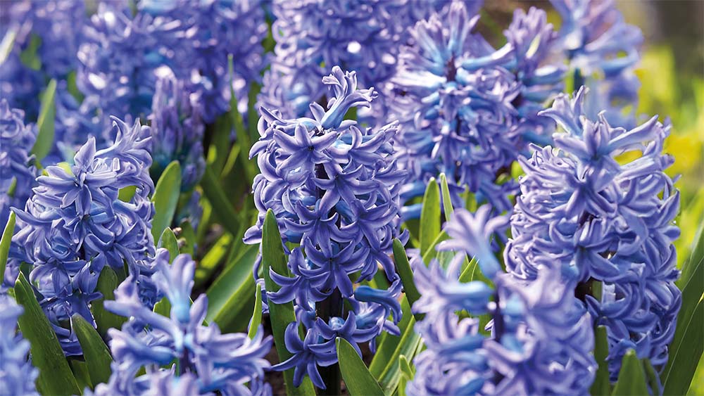 Blauwe voorjaarsbloemen - Blomea.nl