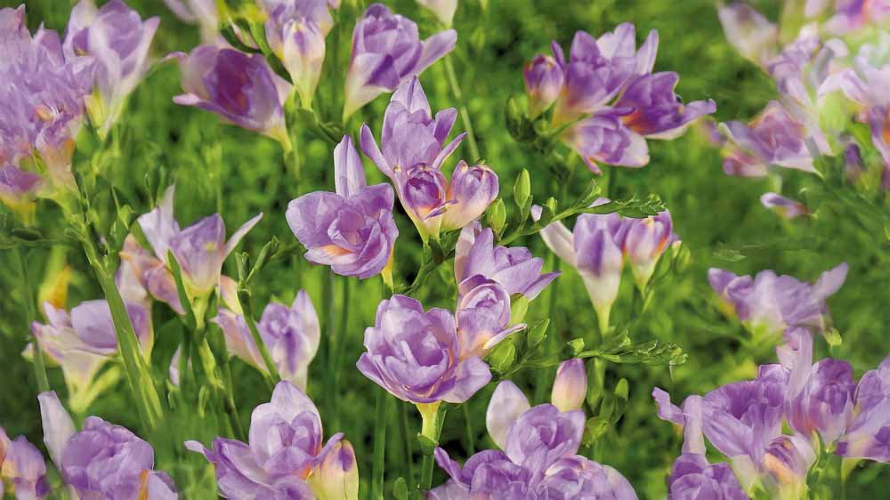 Blauwe zomerbloemen - Blomea.nl