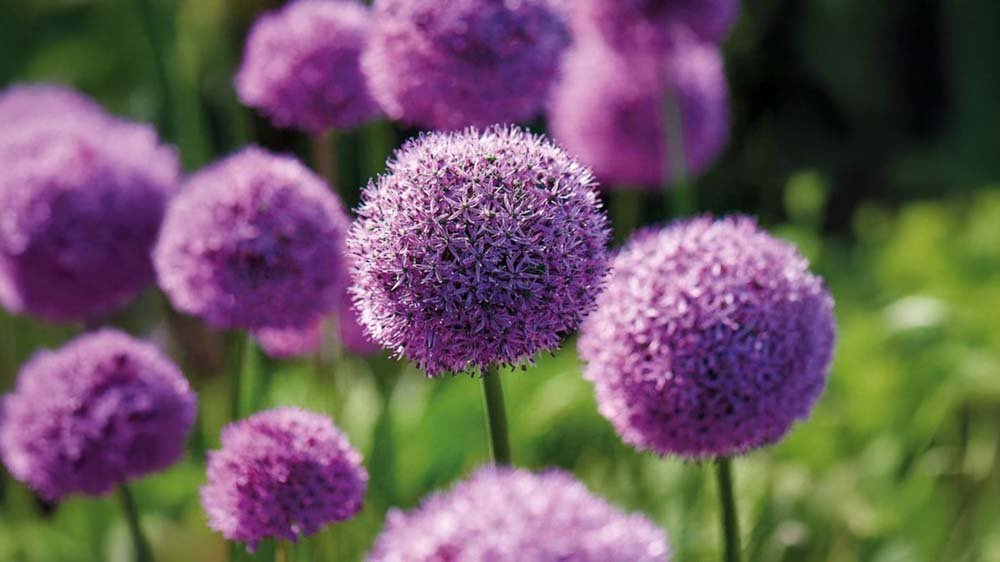 Bloembollen - Blomea.nl