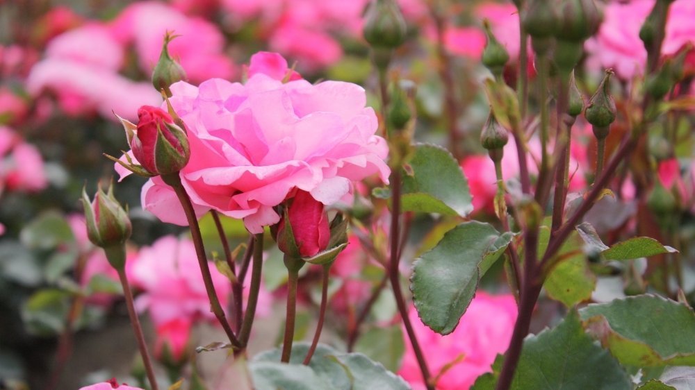 Blote wortelrozen - Blomea.nl