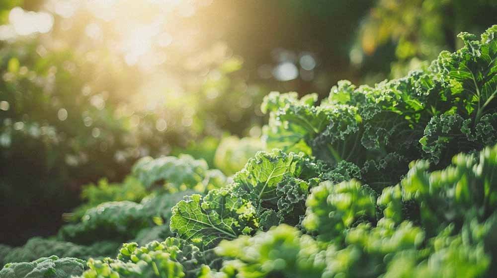 Boerenkool zaden - Blomea.nl