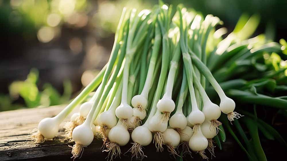 Bosui zaden - Blomea.nl