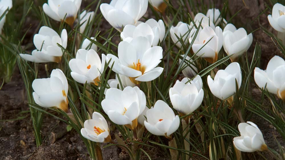 Botanische krokus - Blomea.nl