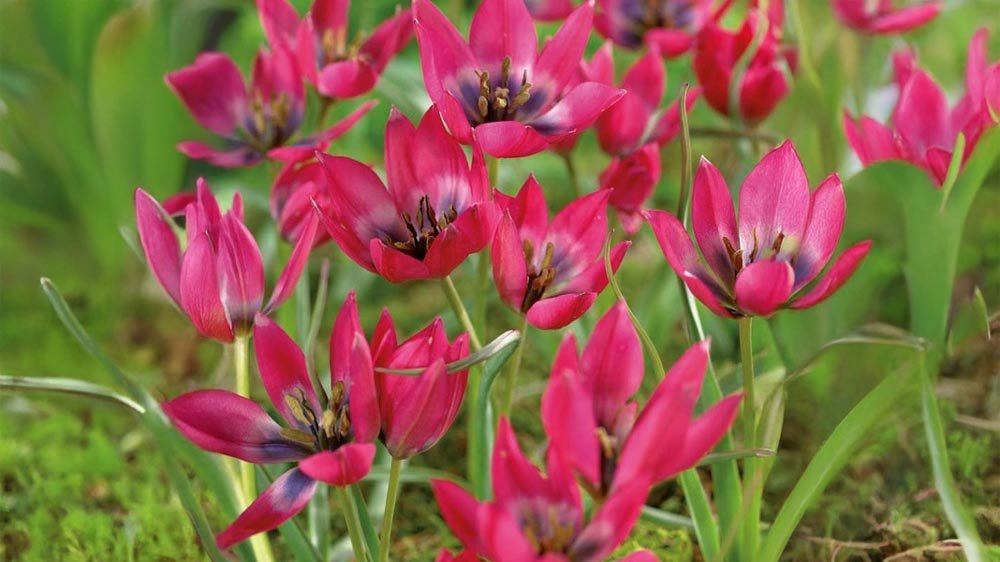 Botanische tulpen - Blomea.nl