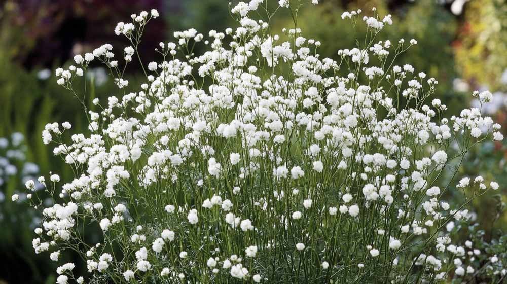 Bruidssluier zaden - Blomea.nl
