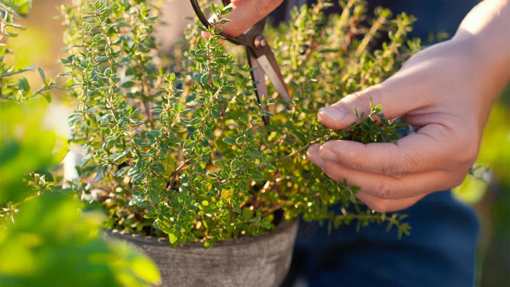 Buitenleven - Blomea.nl