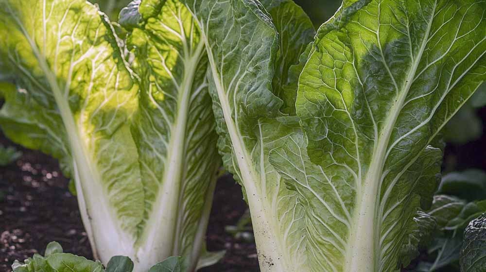 Chinese kool zaden - Blomea.nl